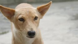 Feeding food to homeless dog on pathway. Stock Footage