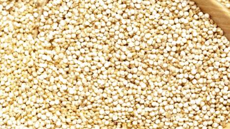 The Resilience and Rediscovery of Quinoa