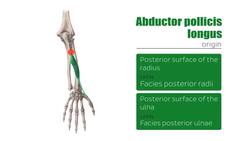 Deep extensors of the forearm Instructional Video