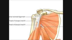 Identifying Structures in the Axilla [Part 1] Instructional Video
