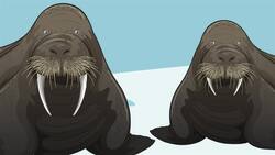 I WONDER - Why Do Walruses Have Tusks? Me Pregunto - Por Qué Las Morsas Tienen Colmillos? Instructional Video
