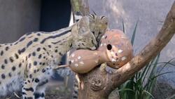 Cute Serval Kittens Play With Some Interesting Toys Instructional Video
