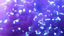 Anemone in underwater world of deep sea animal and coral Stock Footage