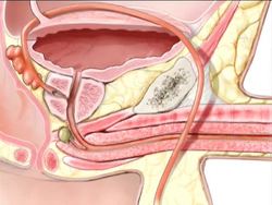Reproduction and Development Quiz Instructional Video
