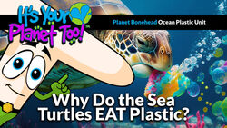 Unraveling the Plastic Threat to Sea Turtles Instructional Video