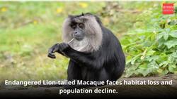 ENDANGERED ANIMALS TO SEE IN INDIA BEFORE THEY DISAPPEAR News Clip