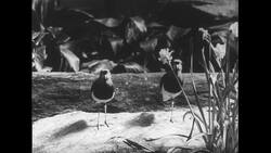 United States, 1950s: Views of birds in Philadelphia zoo Stock Footage