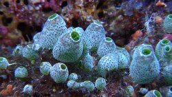 Invertebrate Chordates Part 2: Subphylum Tunicata (Tunicates) Instructional Video