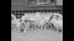 Breeder Mary Crane and her Great Pyrenees dogs and puppies News Clip