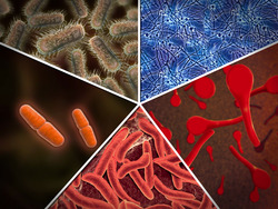 Biological Nitrogen Fixation and Assimilation Instructional Video