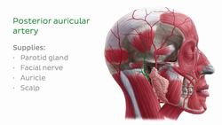 Arteries of the head Instructional Video