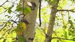 leaf on a branch Stock Footage