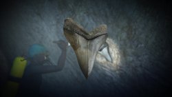 Researchers discovered fossilized Megalodon tooth after diving expedition in a flooded cavern in Mexico Instructional Video