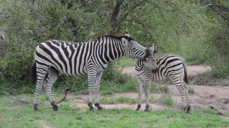 Beautiful images of Zebra captured on film in South Africa, Namibia and Kenya Sabi Sand Game Reserve, South Africa