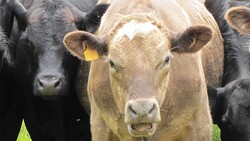 The $200 Hamburger - Raj Patel Instructional Video