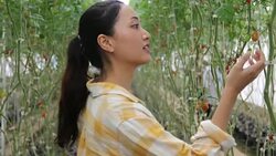 farm worker harvetsing tomatoes from organic garden Stock Footage