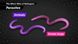 How Do Outbreaks Start? Pathogens and Immunology - Crash Course Outbreak Science  Instructional Video