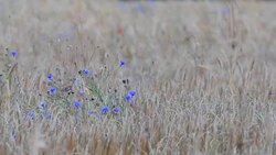 Farmland with harvest ready Wheat, Tritium Aestivum Stock Footage