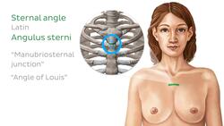 Surface anatomy of the thorax and upper limb Instructional Video
