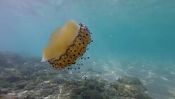 Slow motion of Jellyfish floating and swimming in Aegean sea in Greece Stock Footage