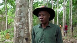 Ivory Coast cocoa industry: Farmers turning to rubber production News Clip