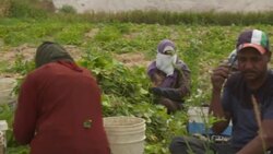 CLEAN : Drought-hit Jordan 'critical' as water sources dry up News Clip