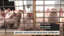 Germany Confirms First Case of Deadly Hog Flu News Clip