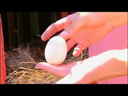 Raising Backyard Chickens - Basic Egg Information Instructional Video