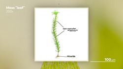 Moss & Lichen Which One Is Actually a Plant Instructional Video