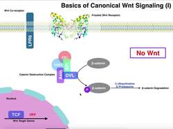 Biosignaling - Canonical Wnt β-catenin Signaling Instructional Video