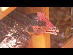 Raising Backyard Chickens - Dealing with Weather Instructional Video