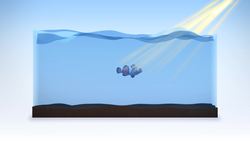 Clownfish have ultraviolet light vision: Study Instructional Video