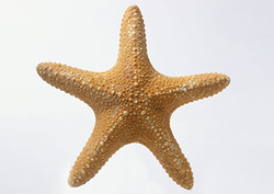 Invertebrado Instructional Video