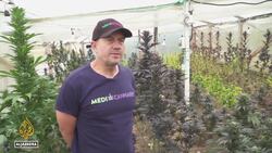 Colombia to legalise recreational use of marijuana News Clip