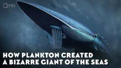 How Plankton Created A Bizarre Giant of the Seas Instructional Video