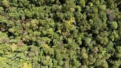 Aerial View of Boreal Nature Forest View from the Sky in Summer Stock Footage