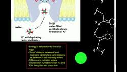 Ion Channel Selectivity K+ Channel Instructional Video