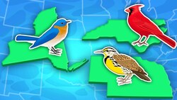 Discover The 50 State Birds of the US! | United States Geography Songs | KLT Geography Instructional Video