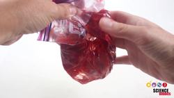 Strawberry DNA Extraction Instructional Video