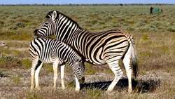 Understanding Growth and Development in Safari Animals Instructional Video