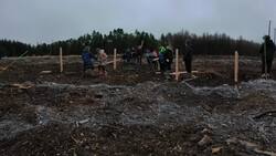 Trees planted to create 300-metre-wide forest eye News Clip