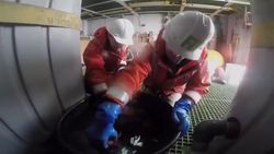 King Crab Encroachment Could Threaten Antarctic Ecosystems Instructional Video
