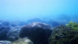 Shark Anatomy and Evolution Instructional Video