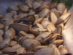 Exploring Marine Biomes: Introduction Instructional Video