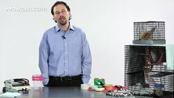 How to Keep Your Sugar Glider Healthy Instructional Video