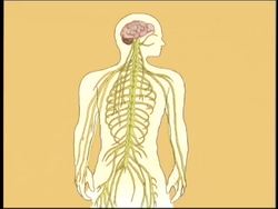 Nervous and Endocrine Systems: Impulses Instructional Video