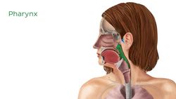 Organs of the respiratory system Instructional Video
