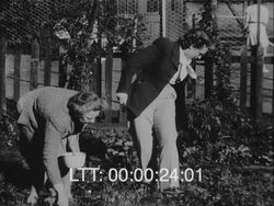Livestock And Crops, 1960s Stock Footage