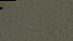 Beluga whale spotted in the Thames 'swimming strongly and feeding normally' Stock Footage