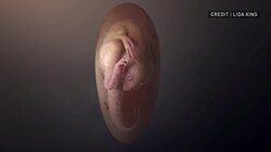 Dinosaur egg found to contain 72-million-year-old embryo News Clip